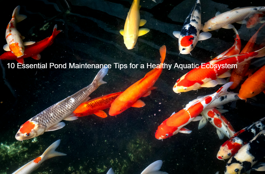10-Essential-Pond-Maintenance-Tips