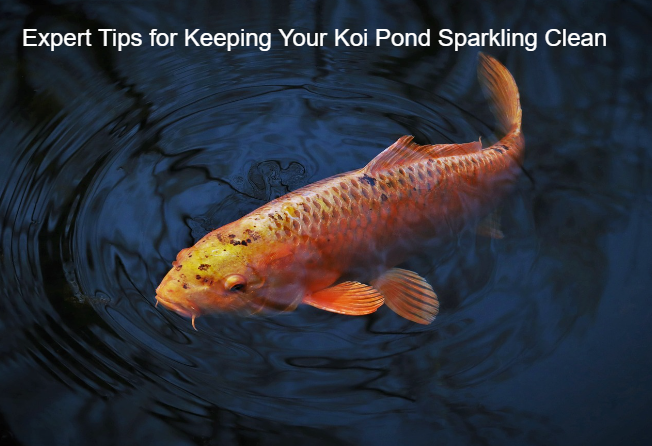 Expert Tips for Keeping Your Koi Pond Sparkling Clean