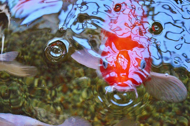 Kikokuryu Koi Fish: History, Varieties, and Care Tips